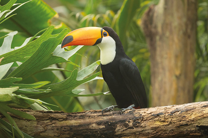 Ontmoet de Toekan in Pantropica